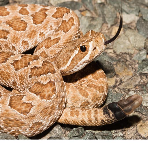 Read more about the article The Responsible Pet Owner’s Guide For Snake Season OLD