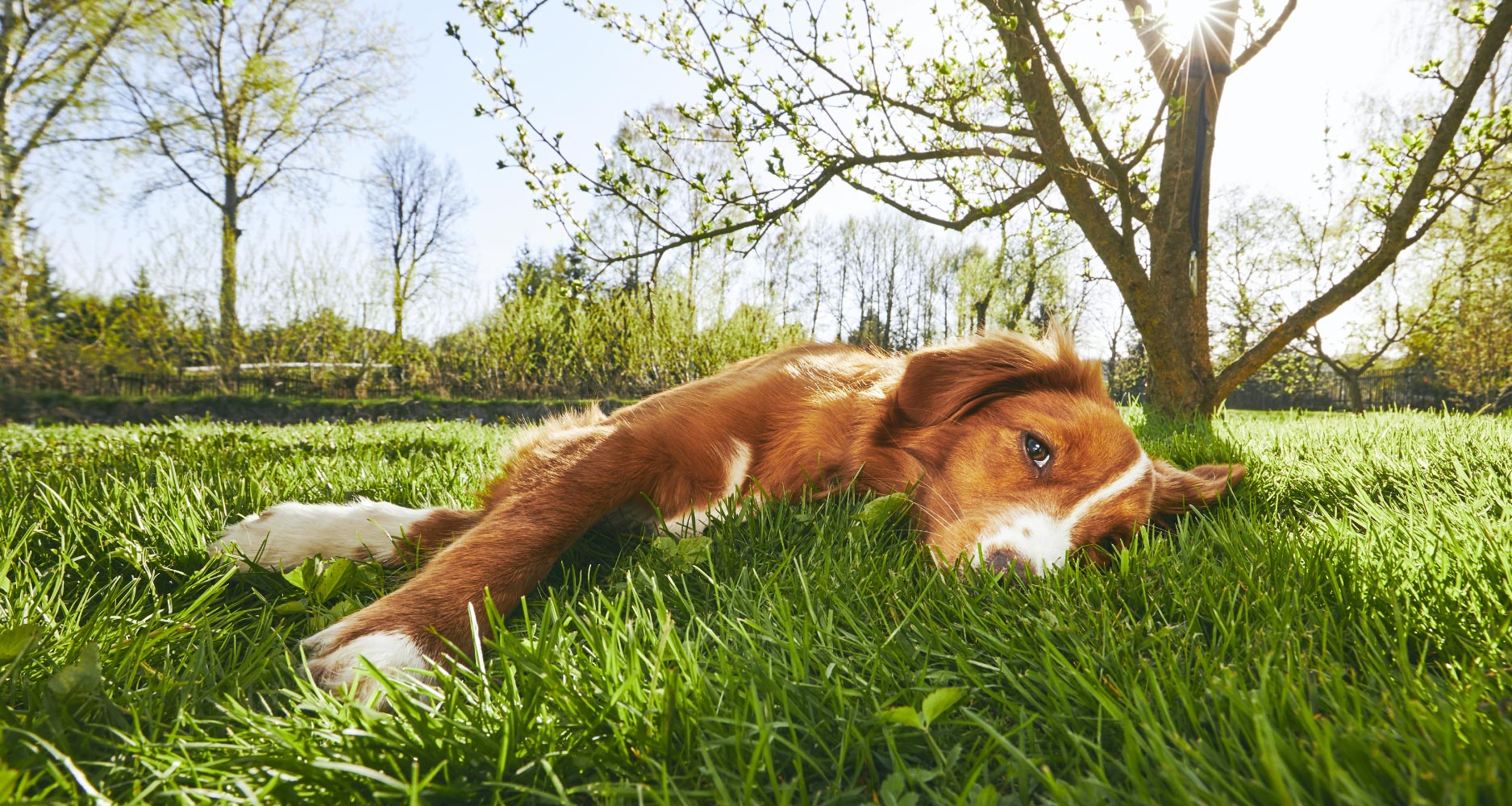 dog summer safety