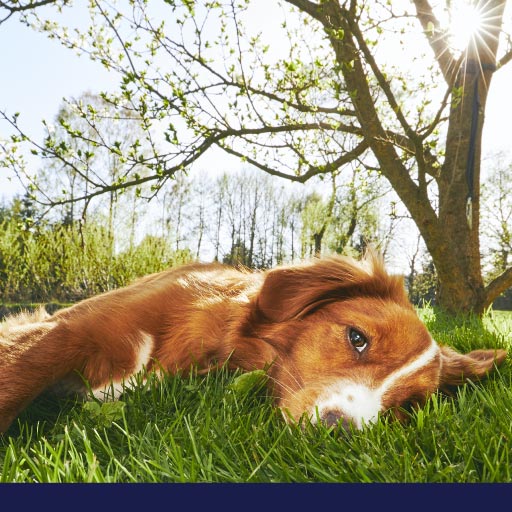 Read more about the article Summer Safety OLD