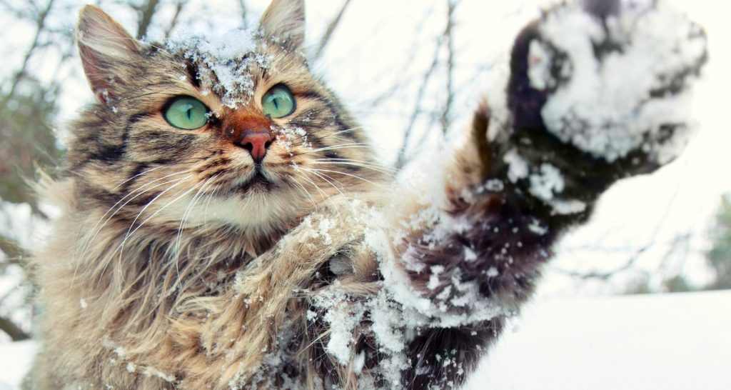 When Is It Too Cold For Cats To Be Outside? PetlifeCA
