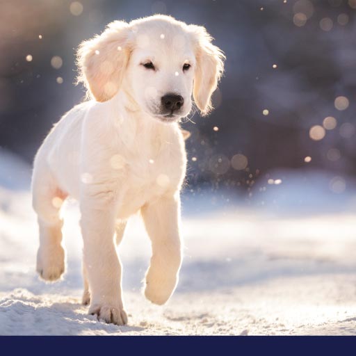 Read more about the article When Is It Too Cold For Dogs To Be Outside? OLD