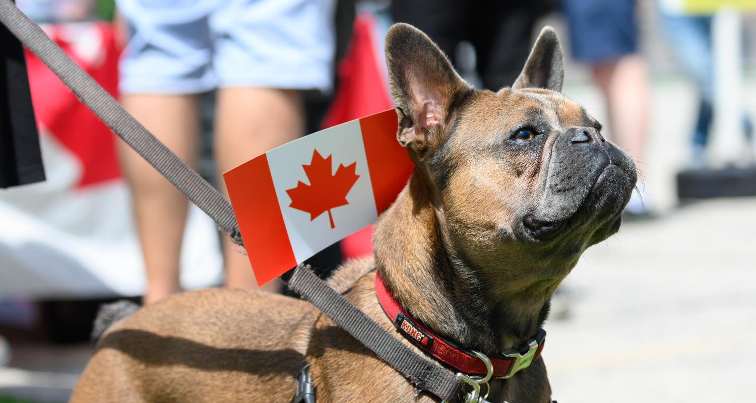 Image french bulldog with Canadian flag on back.