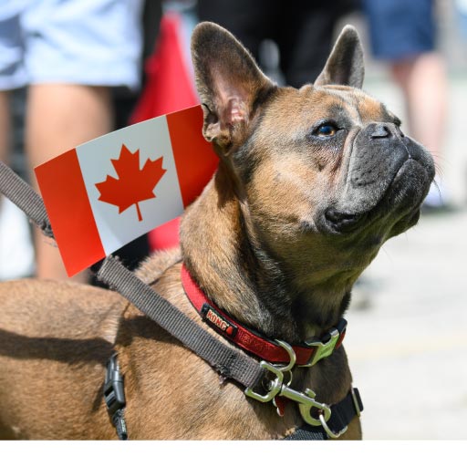 Read more about the article How Much Does It Cost To Own A Pet In Canada? OLD