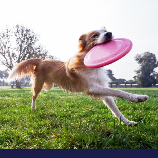 Read more about the article Here’s A Handy List Of Off-Leash Dog Parks In Canada OLD