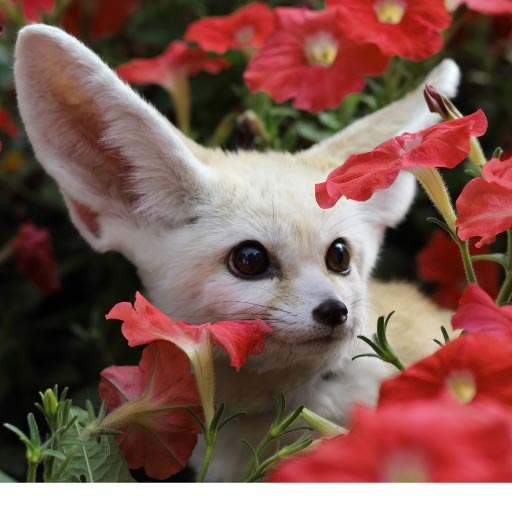 Which Animals Can Legally Be Kept As Pets In Canada? PetlifeCA