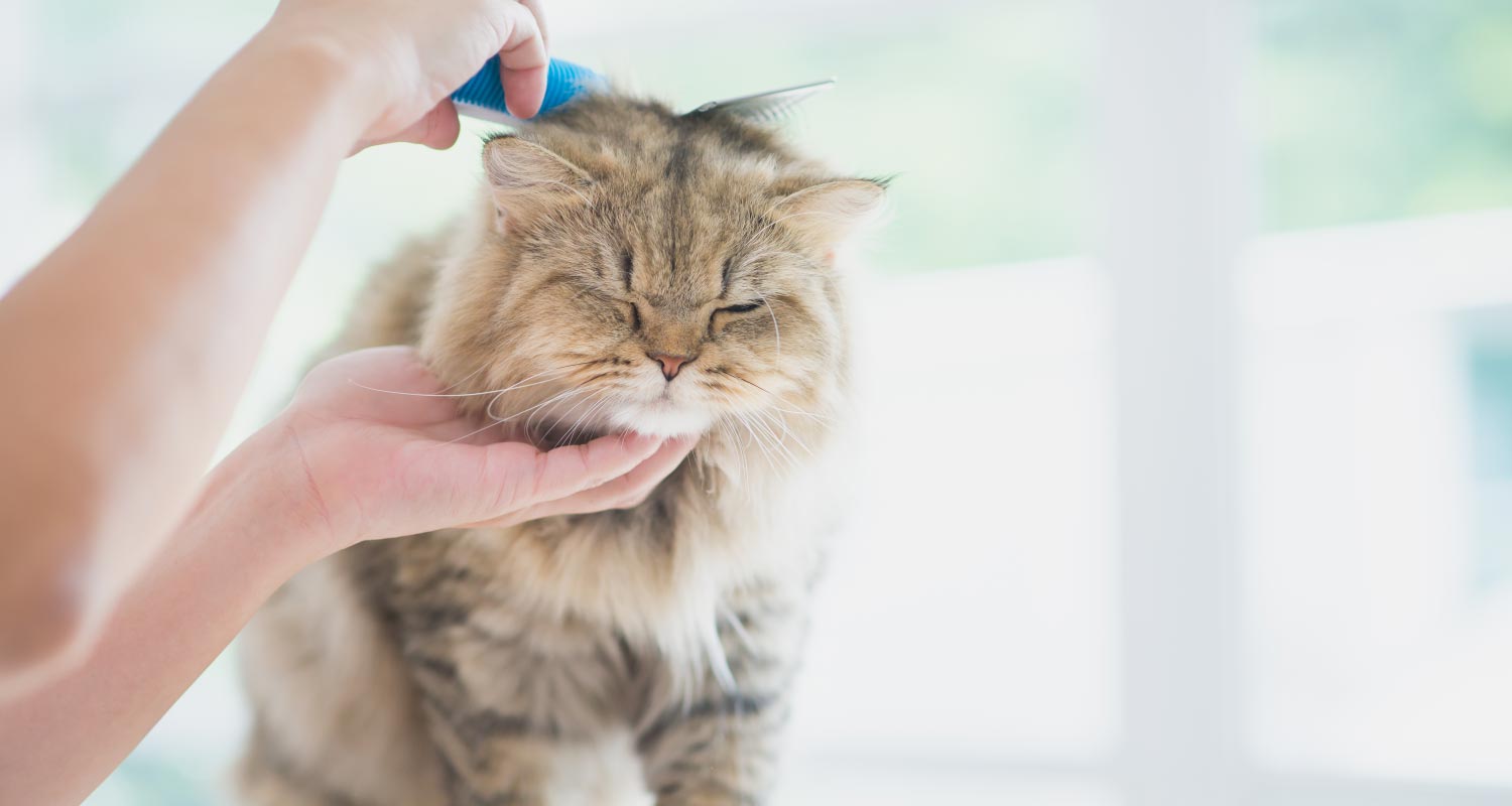 Cat being brushed