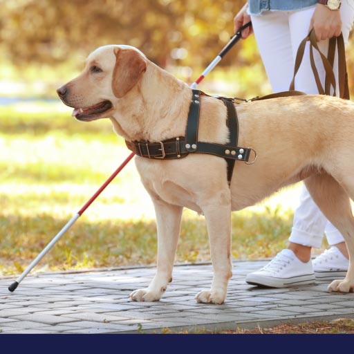 Read more about the article Career Canines In Canada – About Working Dogs OLD