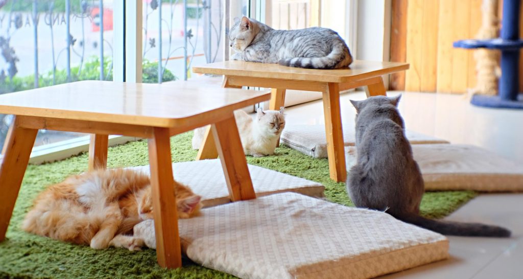 Pet Boarding And Daycares In Canada PetlifeCA