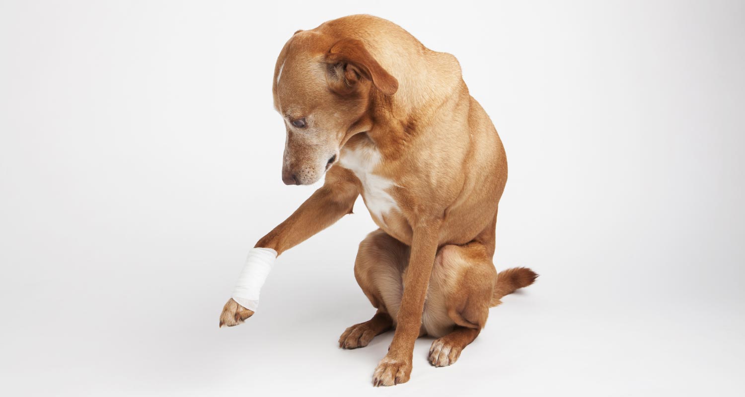 What Causes Pain In Dogs? PetlifeCA