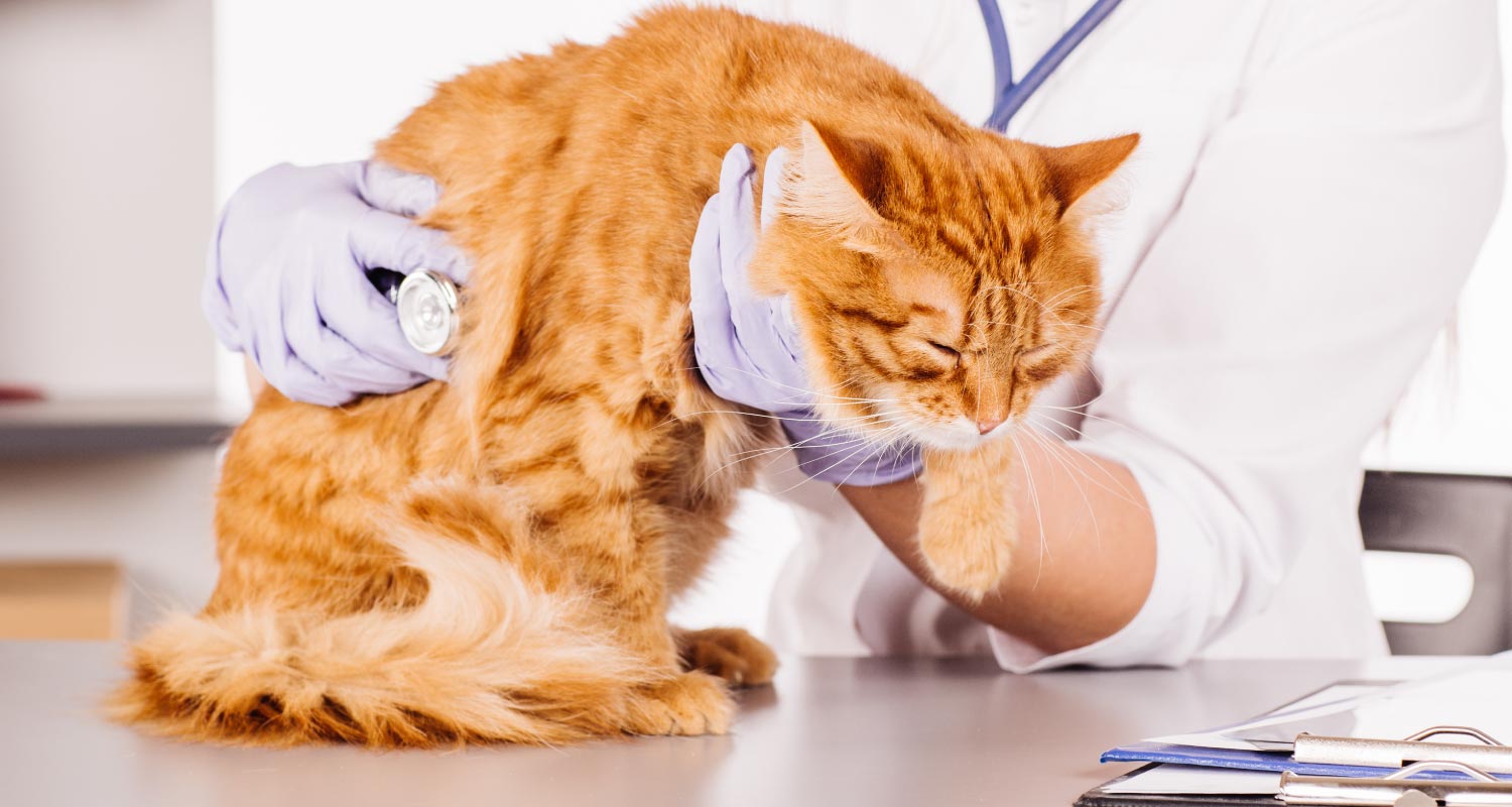 Nurse performing an examination on a ginger cat