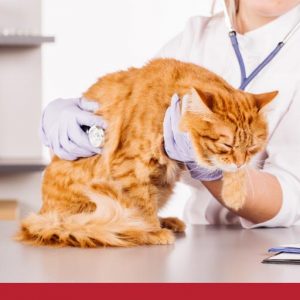 Nurse performing an examination on a ginger cat