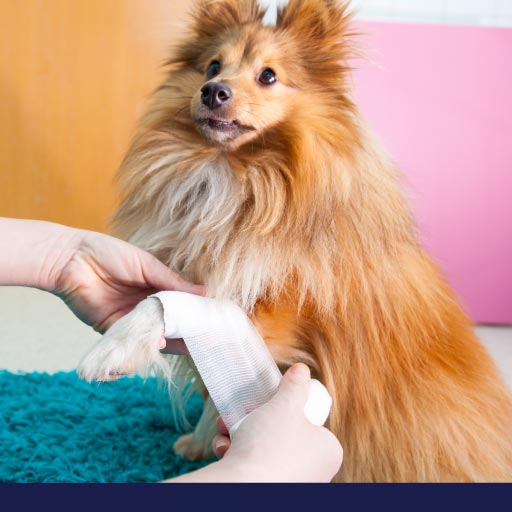 Read more about the article Basic First Aid For Dogs Part 1: First Aid Kit & Emergencies Overview OLD