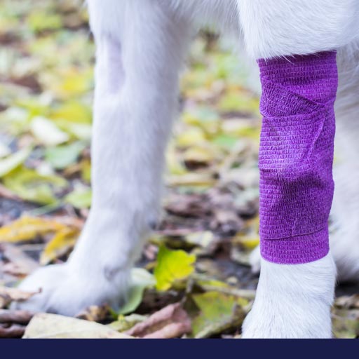 Read more about the article Basic First Aid For Dogs Part 2: First Aid For Different Situations OLD