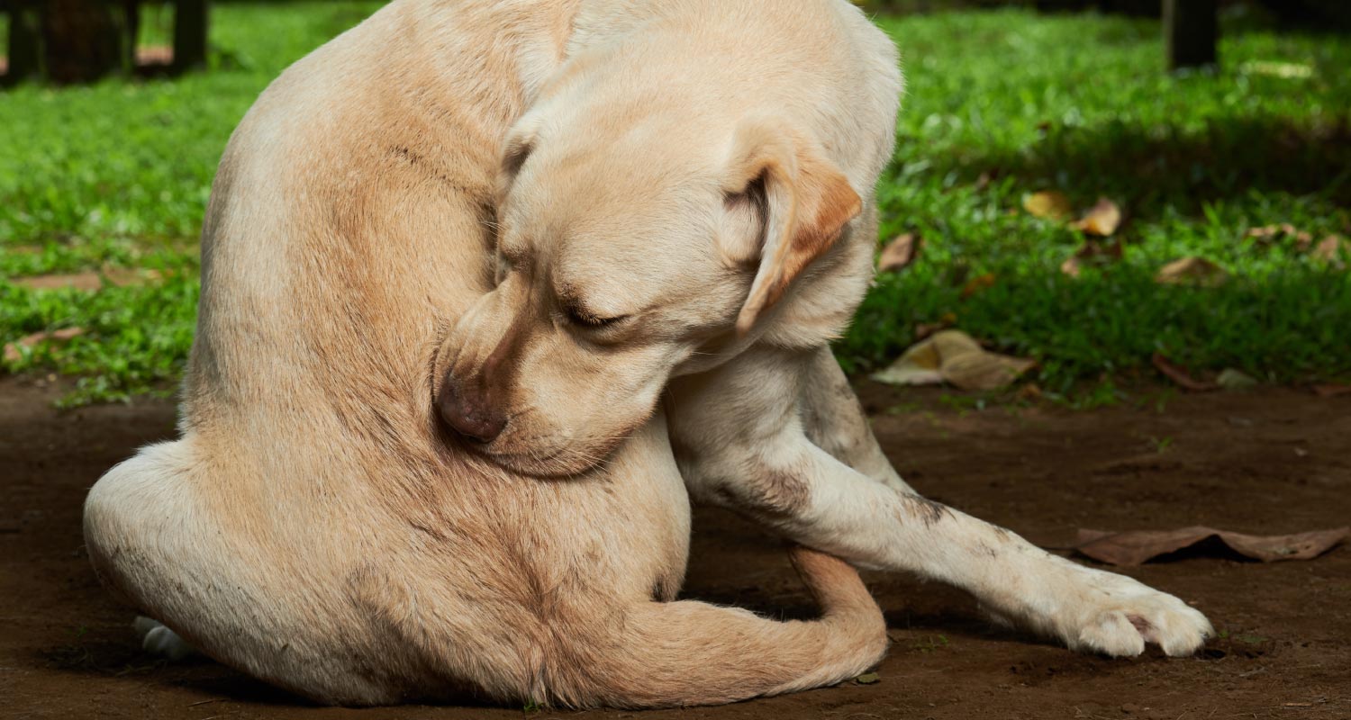 Dog scratching himself in garden