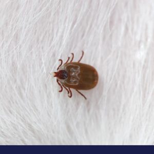 close up of tick in white fur