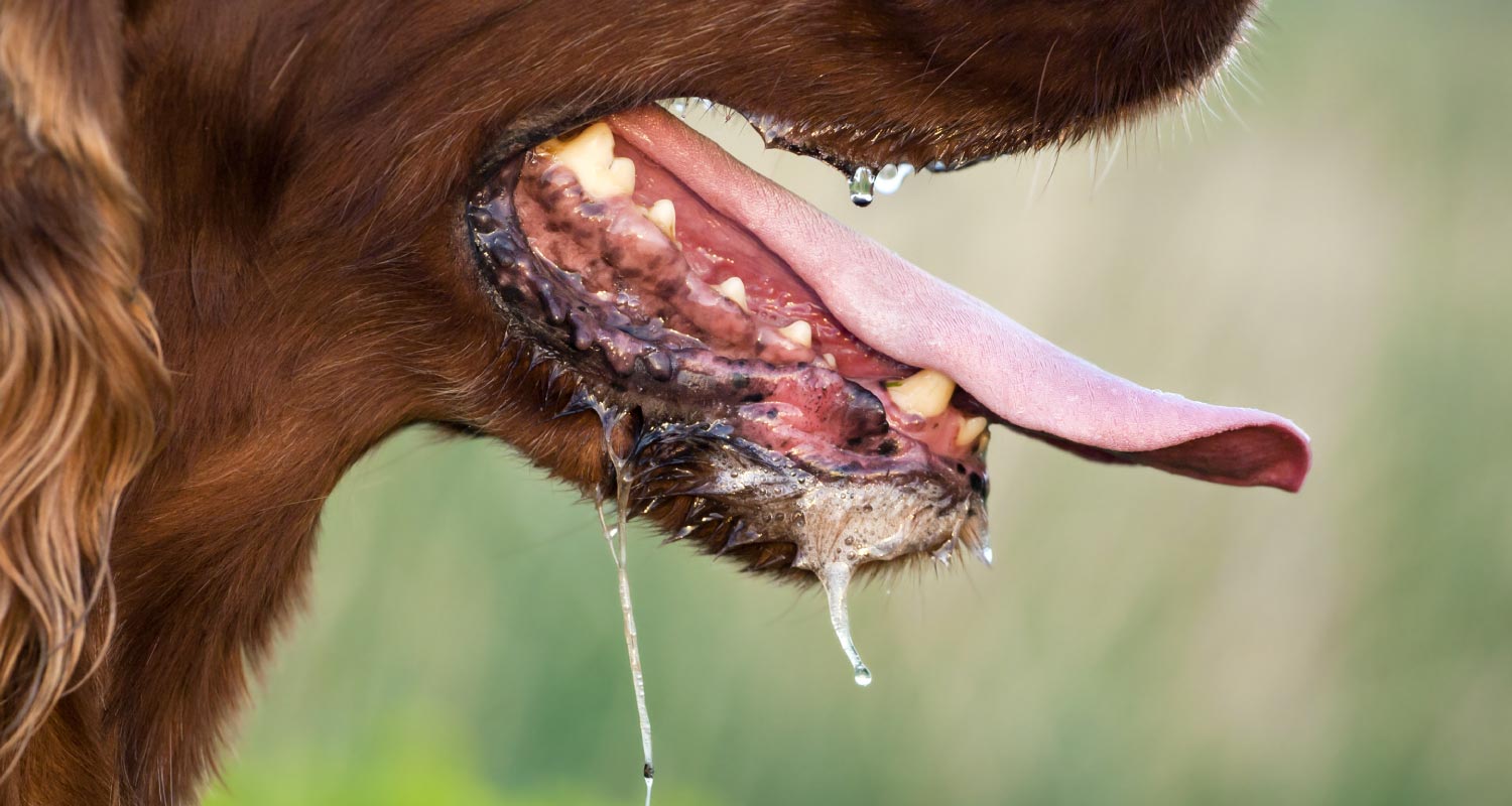 Close up of dog drooling