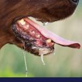 Close up of dog drooling