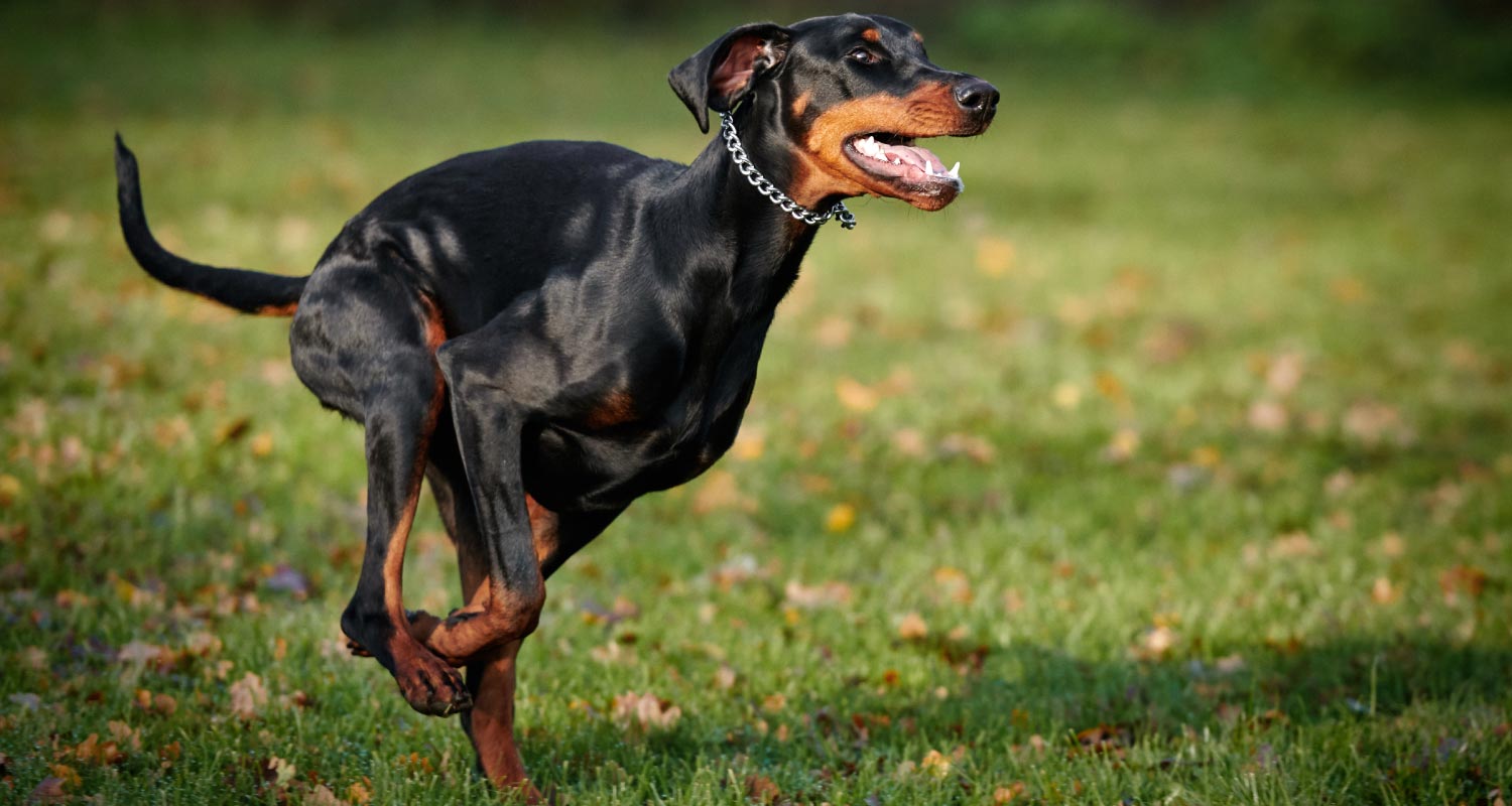 Black dog running on grass