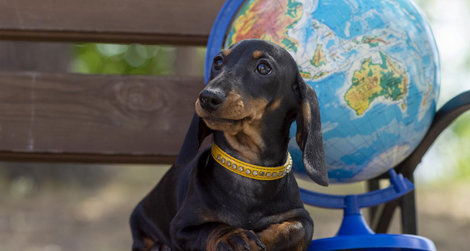 picture of dog sitting on bench with atlas globe behind him