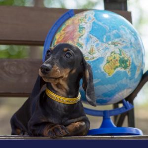 picture of dog sitting on bench with atlas globe behind him
