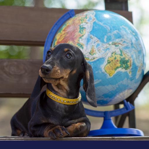 Read more about the article World Rabies Day – Awareness & Prevention Efforts OLD
