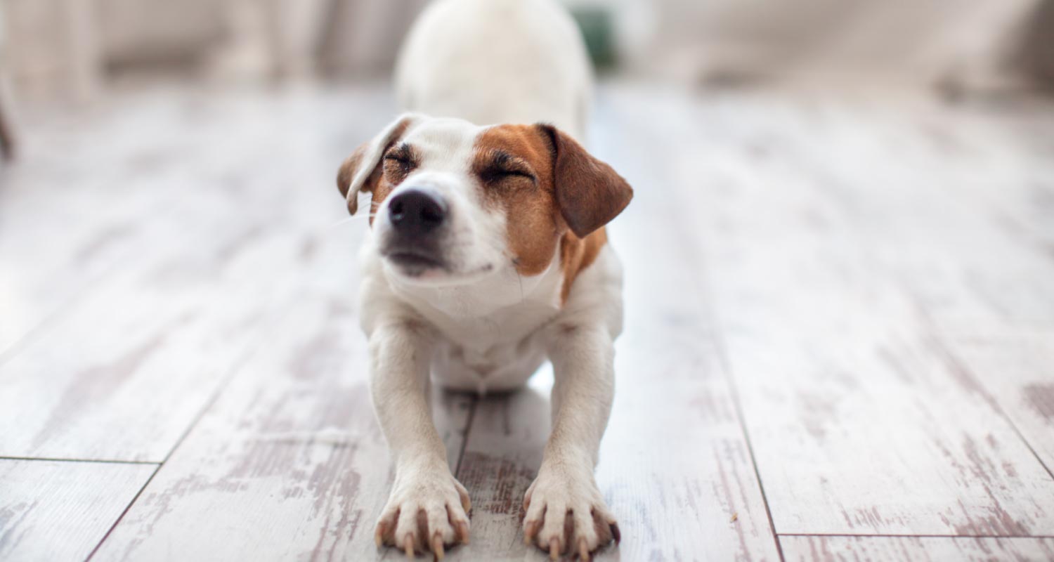 Dog stretching