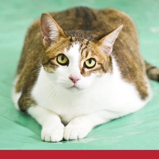 Read more about the article What To Do When Your Cat Is Overweight OLD
