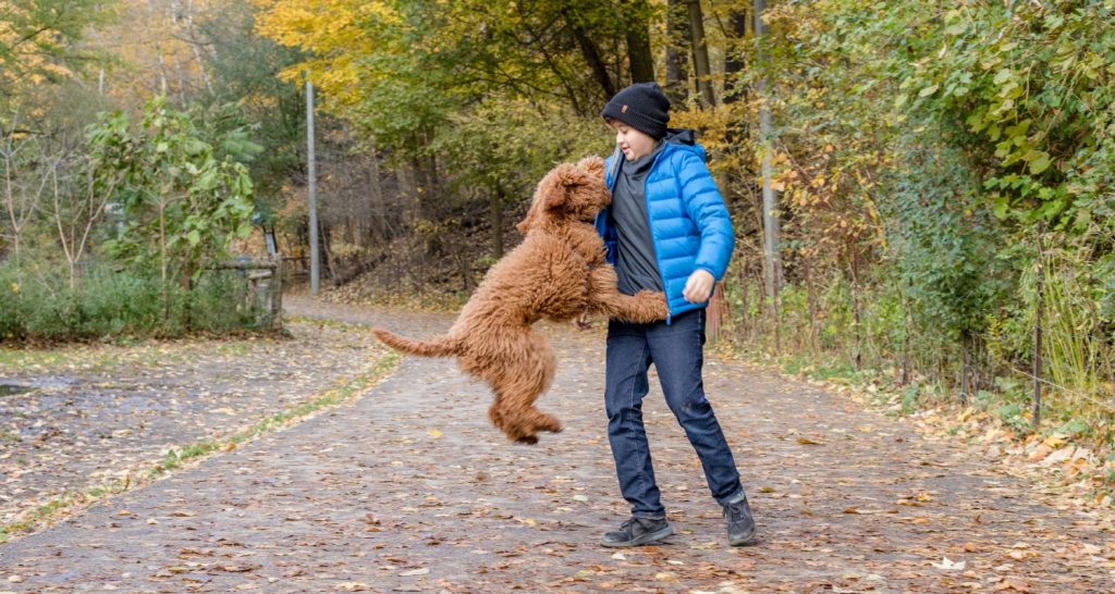 Dogs That Jump And How To Stop Them PetlifeCA