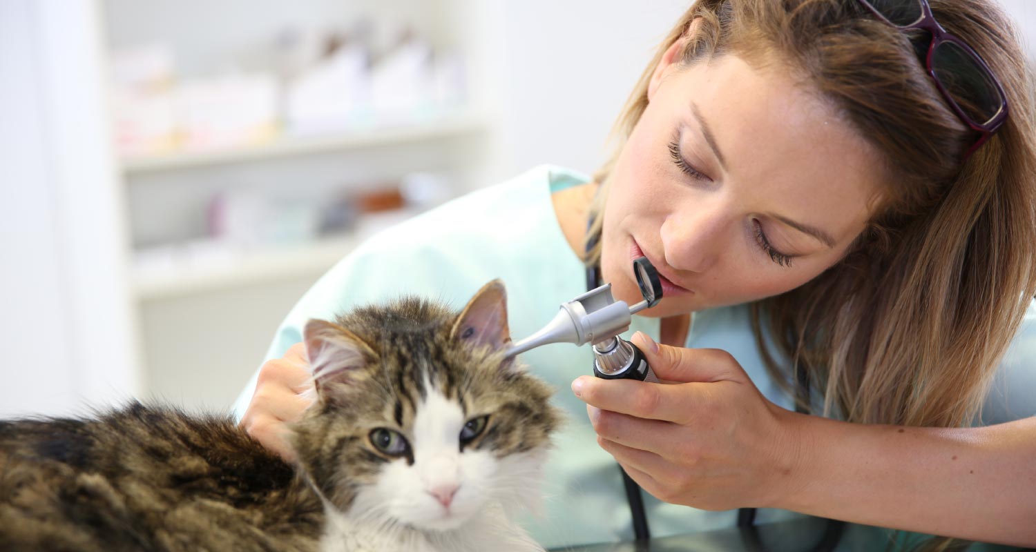 Doctor examining a cats ear