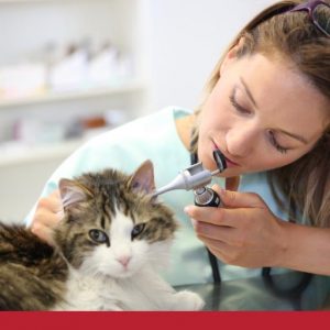 Doctor examining a cats ear