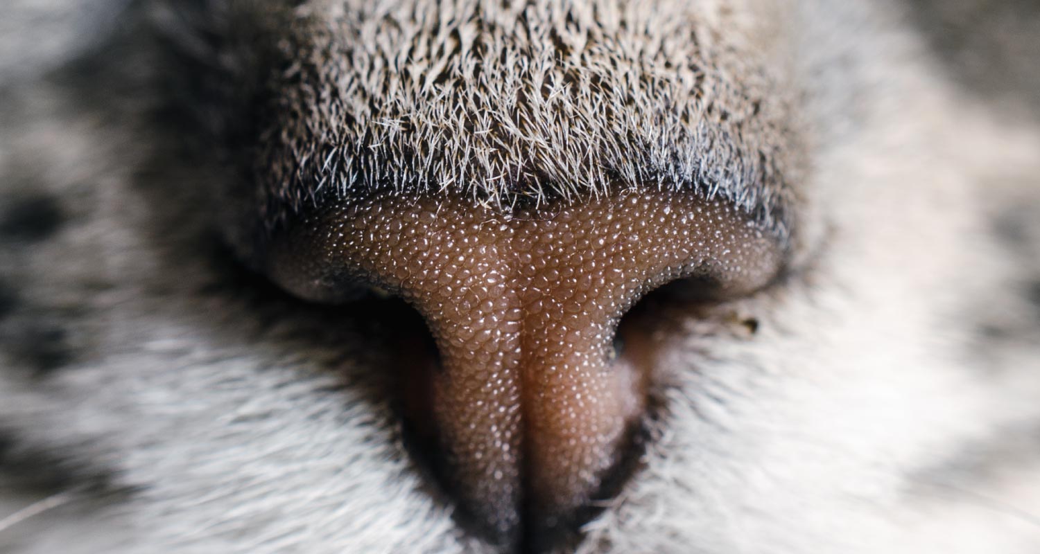 Close up of cat nose