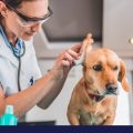 Doctor examining a dogs ear