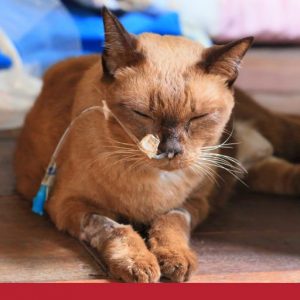 Sick looking cat with hose attached to nose