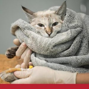 Cat wrapped in blanket with drip attached