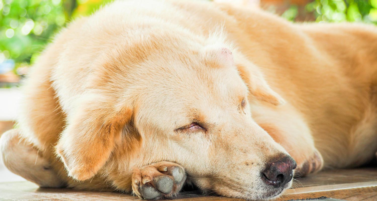 Dog with lump on head lying on the floor