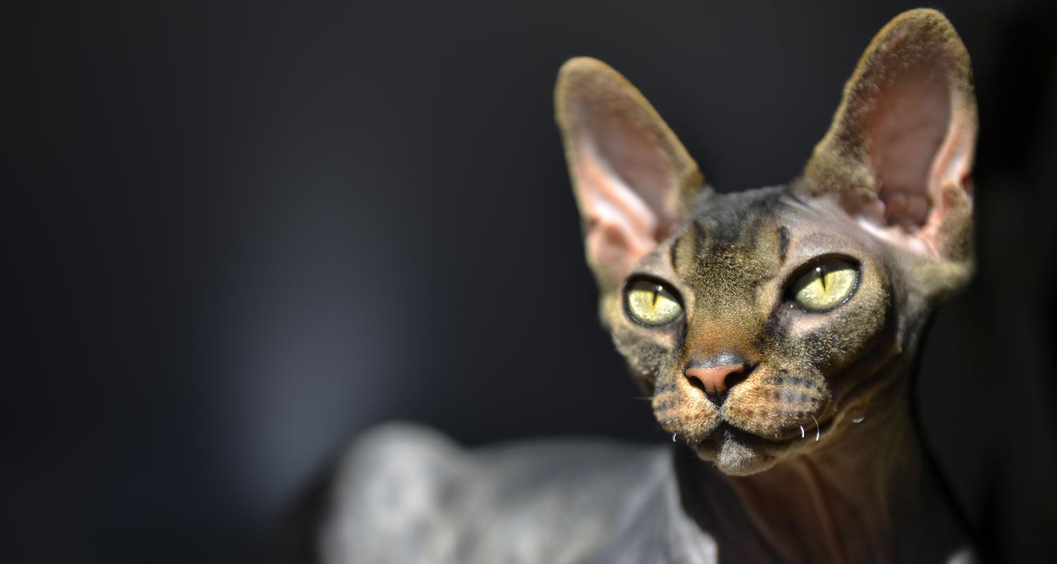 Yellow eyed sphynx cat