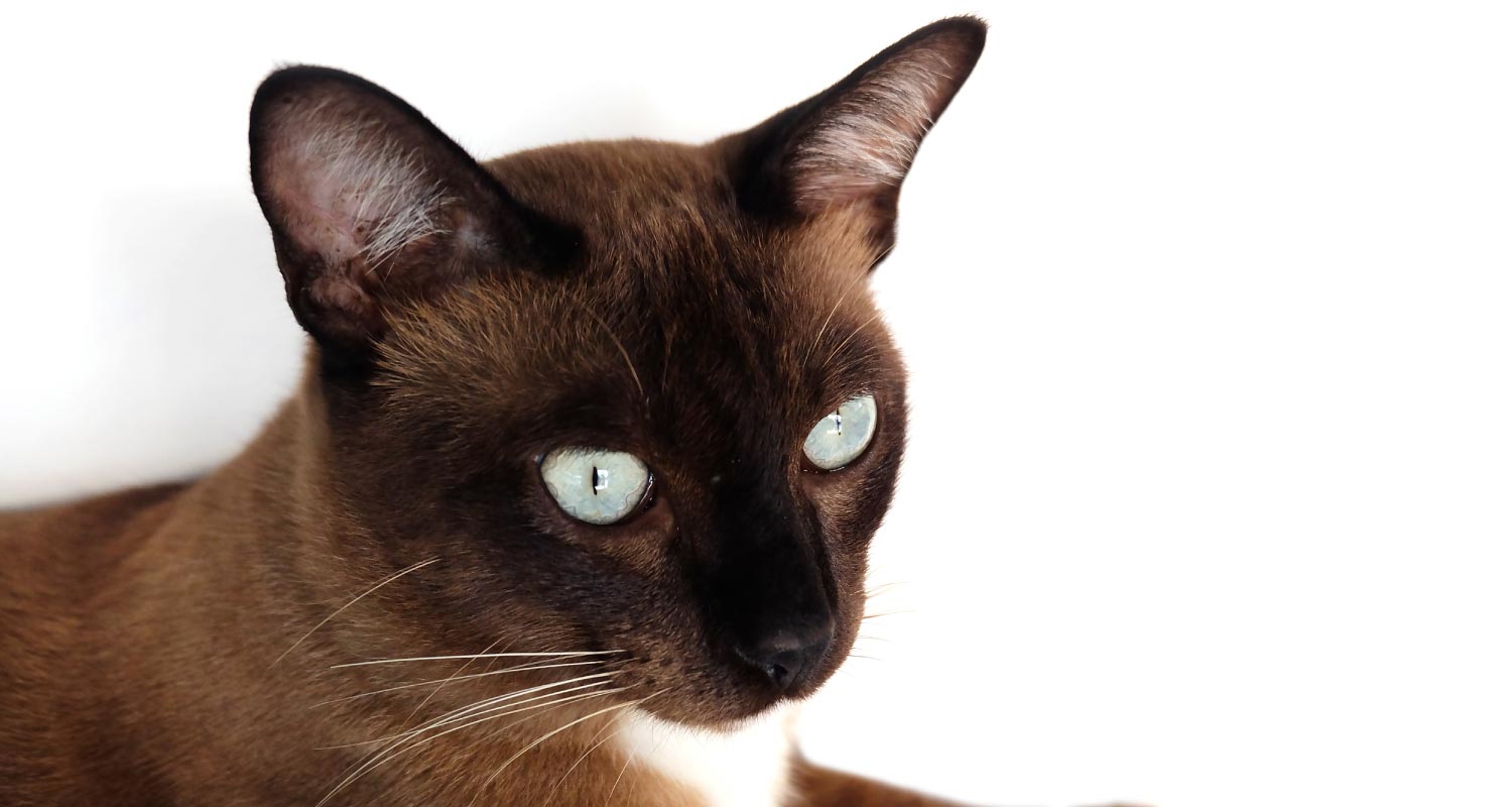 White eyed tonkinese cat