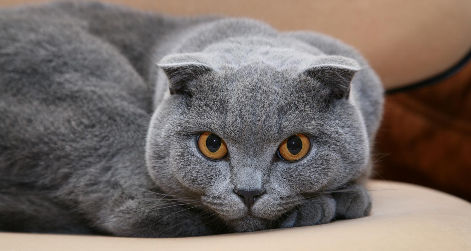 Orange eyed Scottish foldex lying on a couch