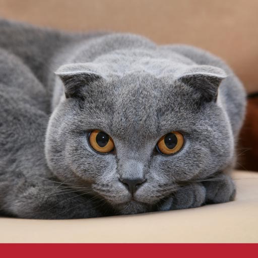 Cat Breeds That Come From Canada Part 3: The Foldex - PetlifeCA