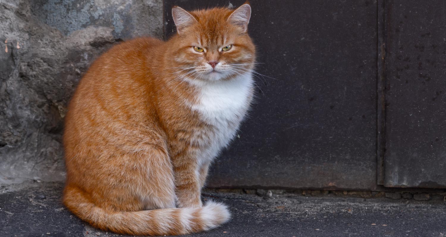 ginger cymric scowling while standing in front of a door.