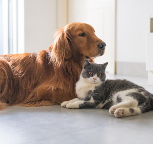 Basic Care for Pets - Health & Wellness | PetlifeCA™