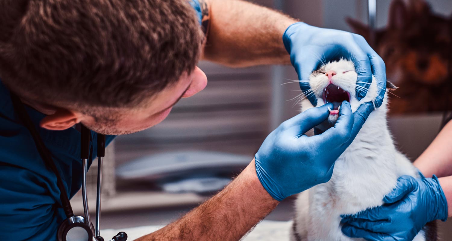 Cat receiving oral examination