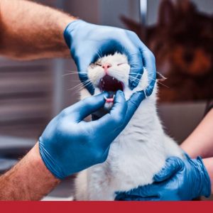 Cat receiving oral examination