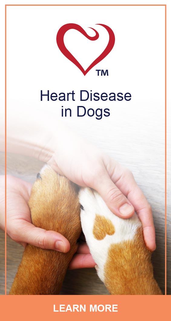 Enlarged Heart (Dilated Cardiomyopathy) In Cats PetlifeCA