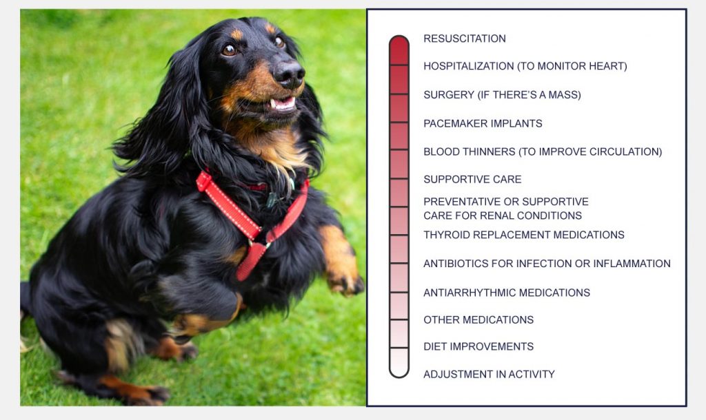 heart disease in dogs infographic