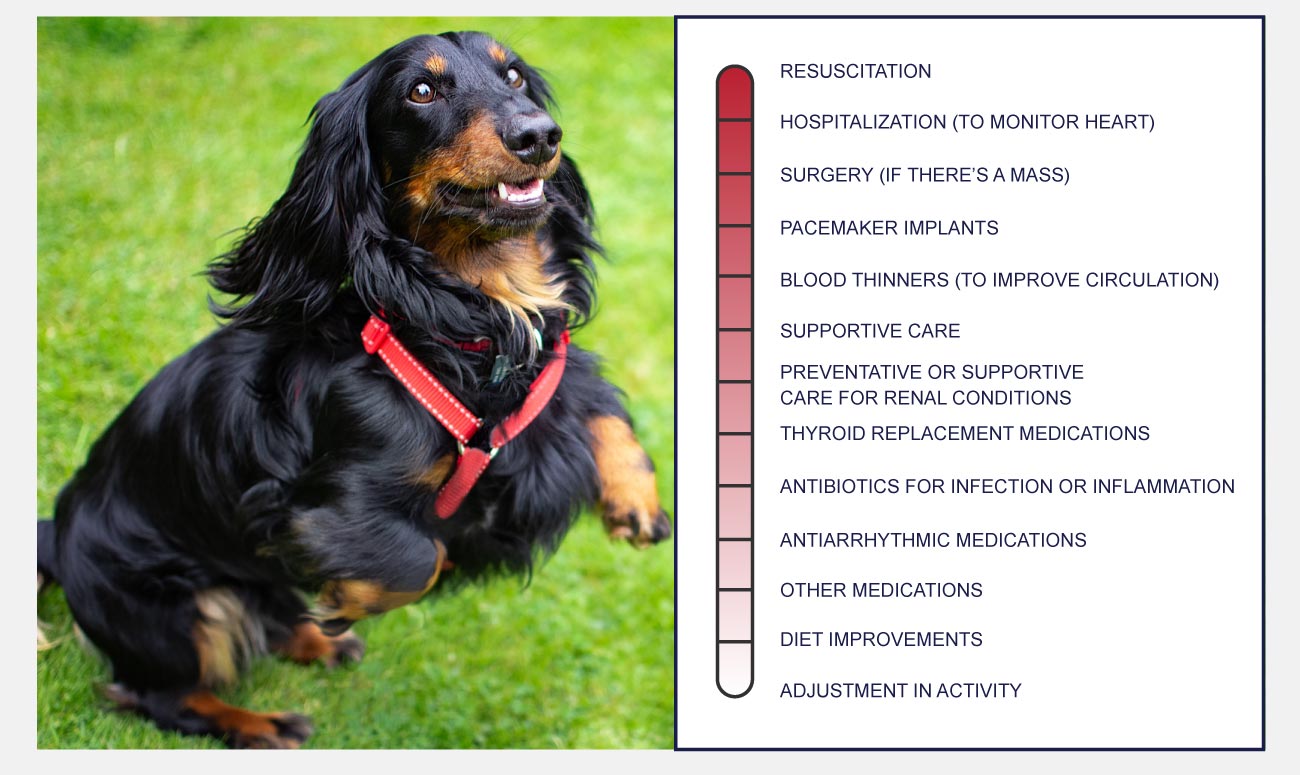 Heart Disease In Dogs PetlifeCA heart-disease-in-dogs-petlifeca