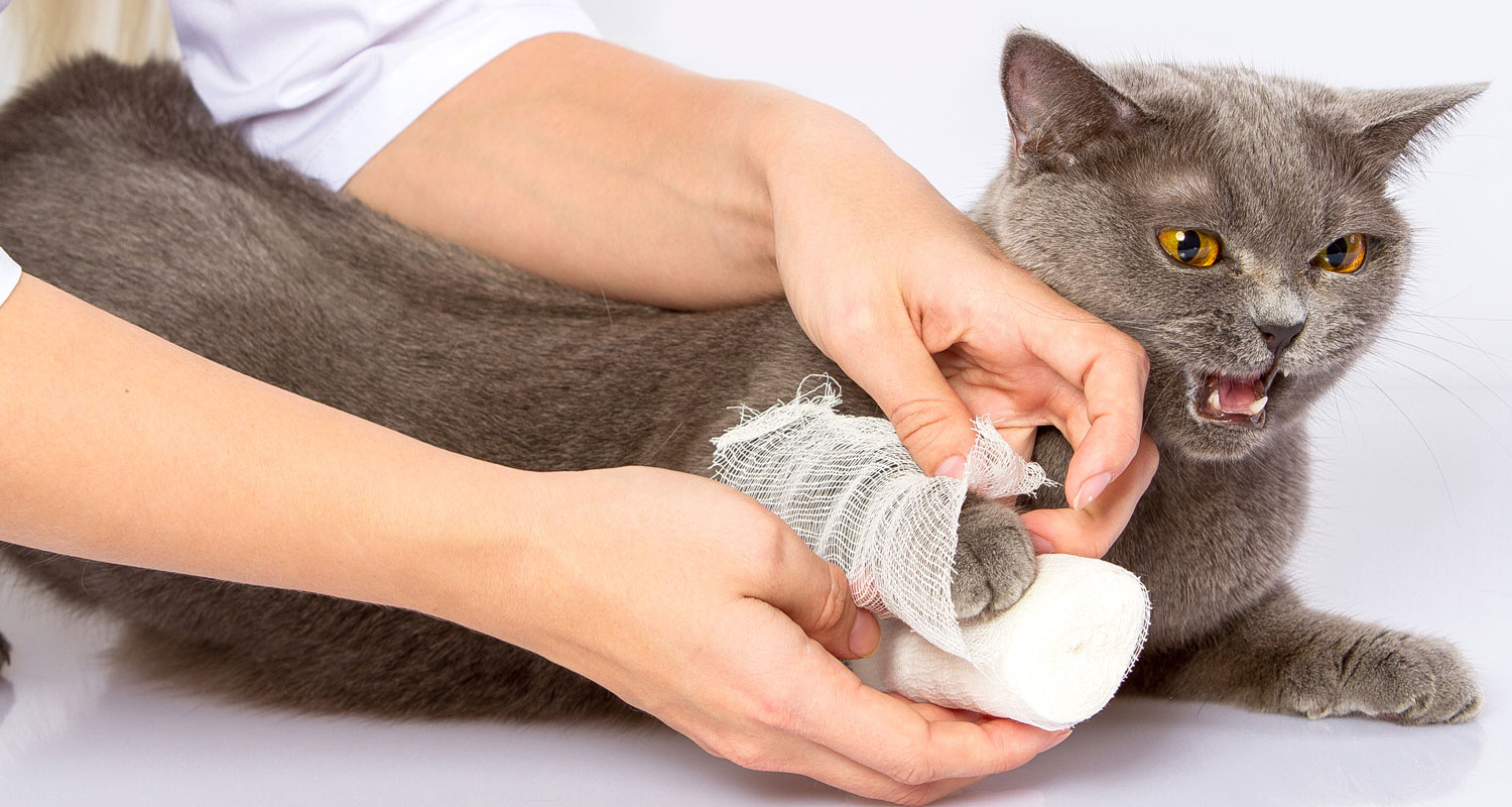 Signs That Could Mean Your Cat Is In Pain - PetlifeCA