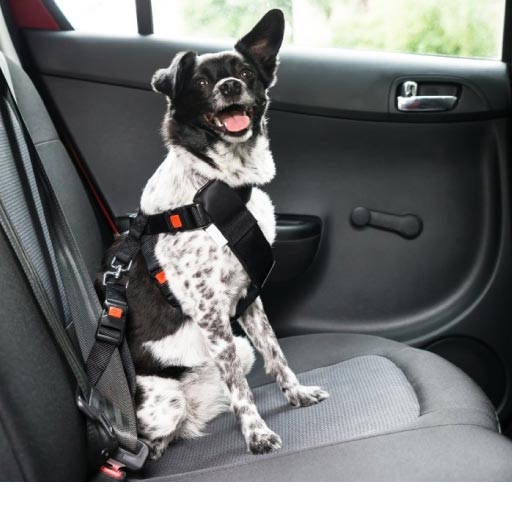 Read more about the article Accessories & Equipment For Safe Car Travel OLD
