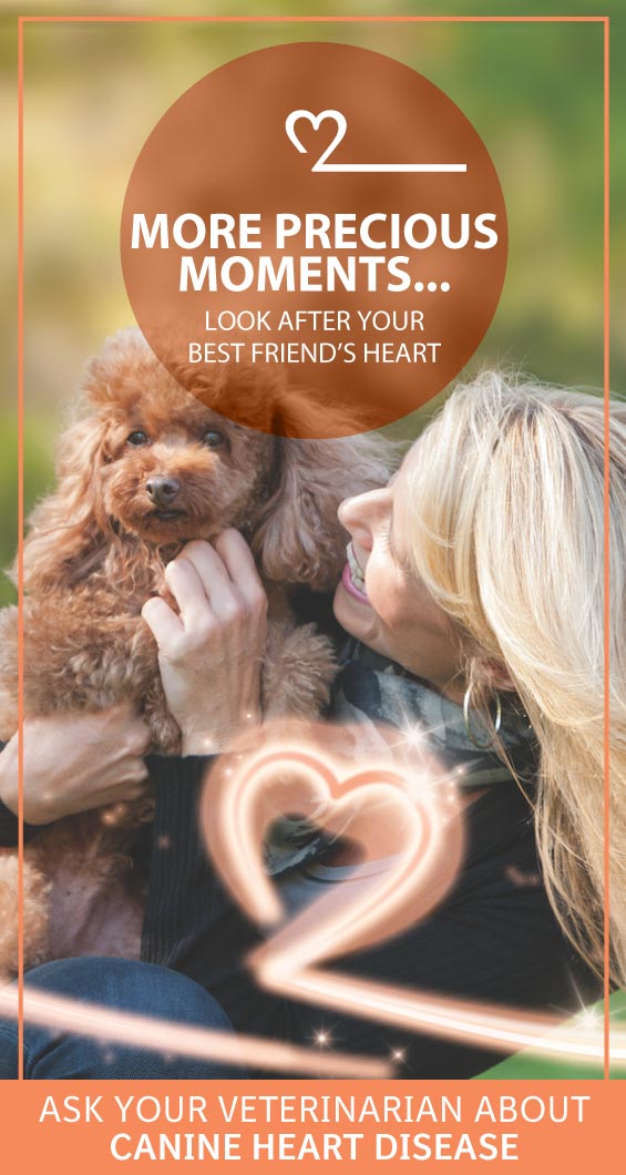 Enlarged Heart (Dilated Cardiomyopathy) In Cats PetlifeCA