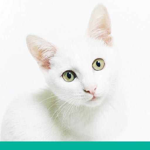 Read more about the article Feline Leukemia Brochure OLD